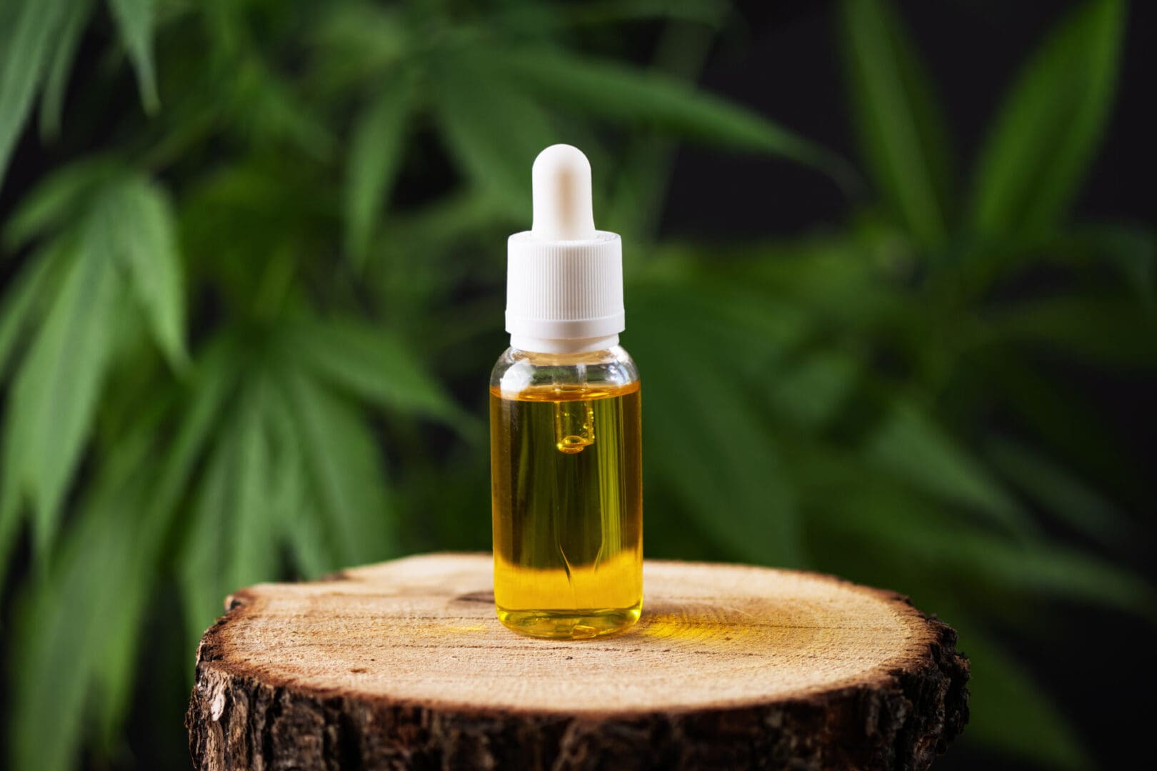 CBD hemp oil in a bottle against cannabis leaf background. Hemp herbal alternative medicine.